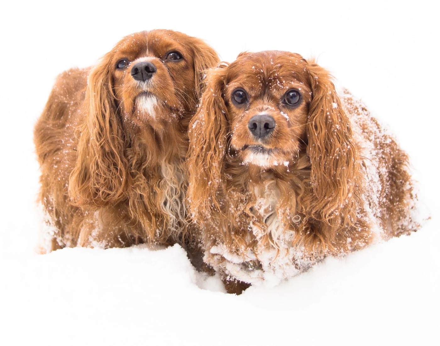 Lucky and Sparky covered in snow, looking up at the camera.