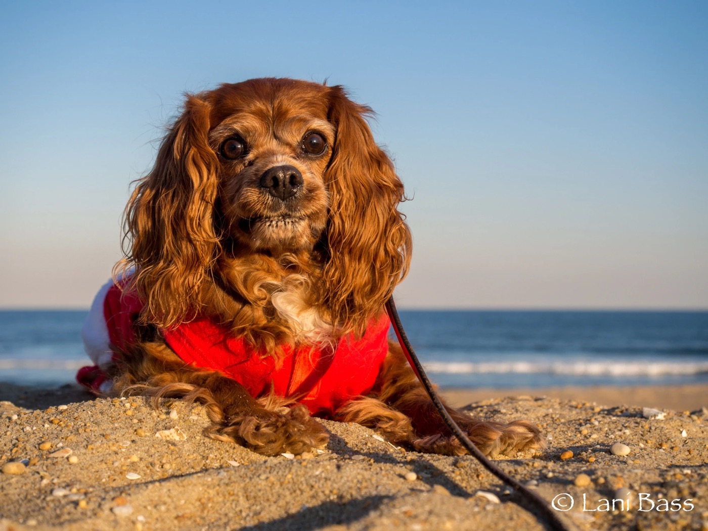 Sparky lying in the sand in a red sweater at golden hour, the ocean behind him.