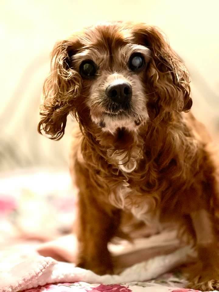 Sparky sitting on the bed with cloudy eyes, looking toward the camera.