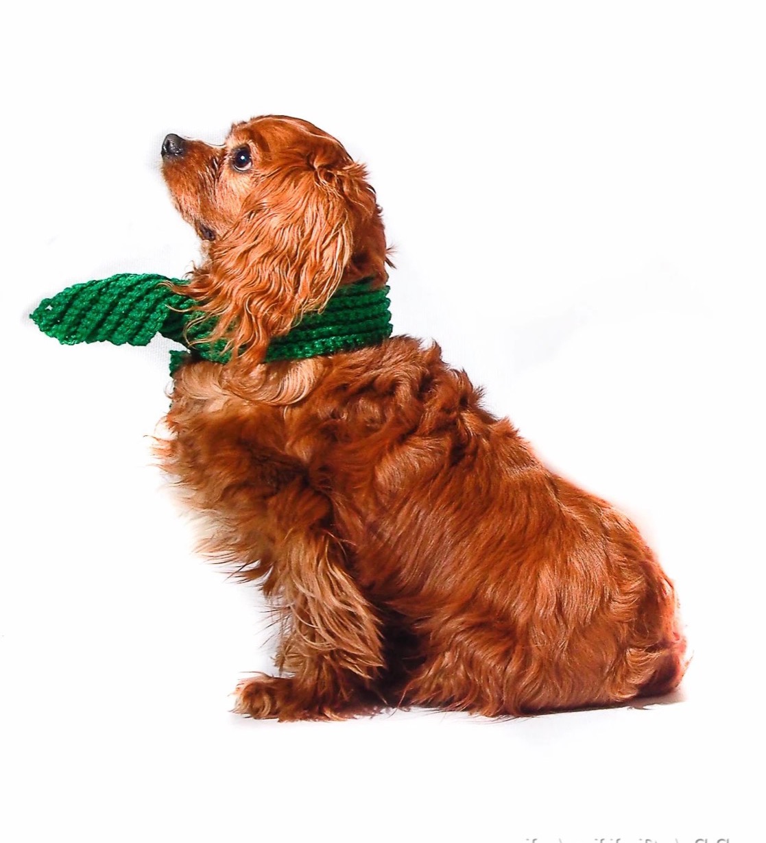 Sparky sitting in profile in a green knitted scarf, looking up, on a white background.