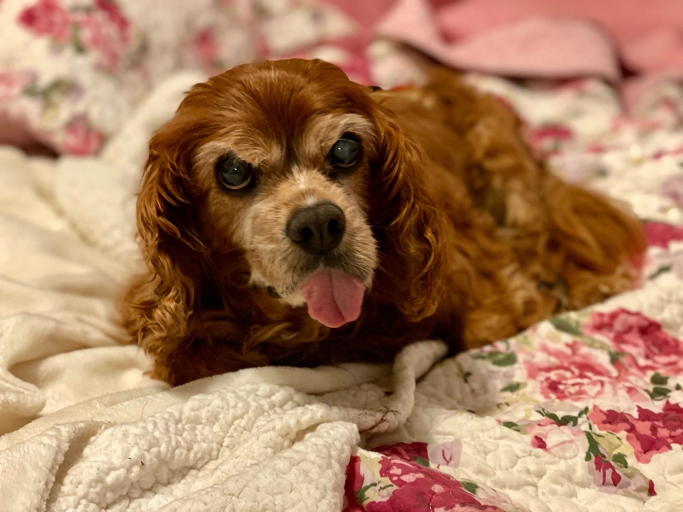 Sparky lying on a floral quilt with the tip of his tongue out.
