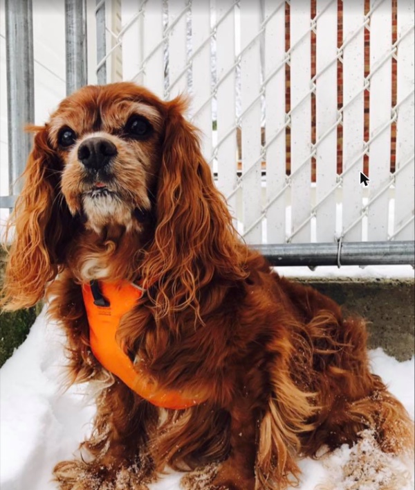 Sparky sitting in the snow in an orange harness, looking off to the side.