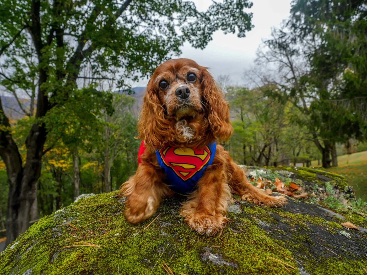 Sparky in a Superman shirt lying on a mossy rock in the woods.